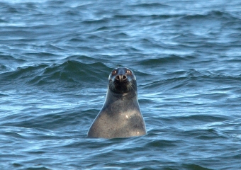 hirvet