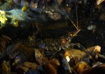 katkarapu (4)