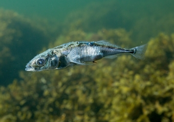 kolmipiikki