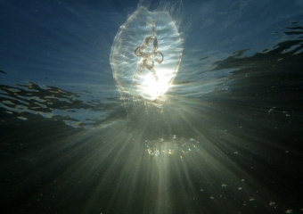 meduusa (1)