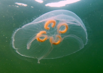meduusa (2)