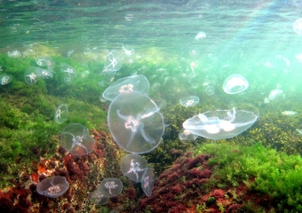 meduusa (3)