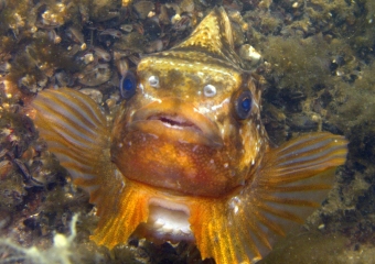 rasvakala (2)