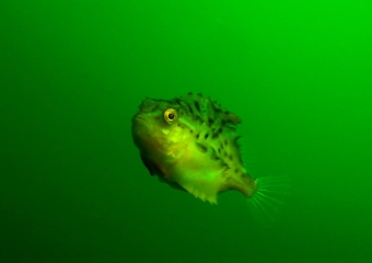 rasvakala