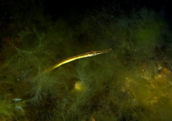 siloneula (2)